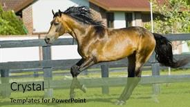  Presentation with horses - Amazing theme having beautiful horses 116 see more backdrop and a  colored foreground