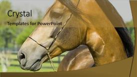  Presentation with horses - PPT layouts consisting of beautiful horses 119 see more background and a  colored foreground