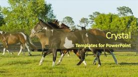  Presentation with horse - Cool new slide deck with beautiful horses 120 see more backdrop and a  colored foreground