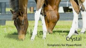 Presentation with horses - PPT theme enhanced with beautiful horses 123 see more background and a  colored foreground