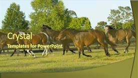  Presentation with horses - Audience pleasing presentation consisting of beautiful horses 124 see more backdrop and a  colored foreground