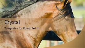  Presentation with horses - Theme with beautiful horses 125 see more background and a  colored foreground