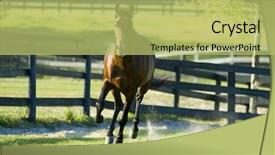  Presentation with horses - Amazing slide set having beautiful horses 126 see more backdrop and a  colored foreground