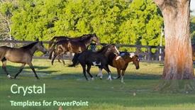  Presentation with horses - Cool new presentation theme with beautiful horses 130 see more backdrop and a  colored foreground