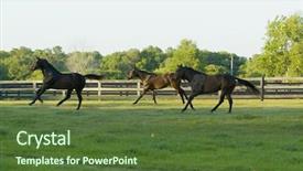 Presentation with horses - Audience pleasing theme consisting of beautiful horses 134 see more backdrop and a  colored foreground
