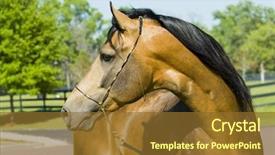  Presentation with horses - Slide set with beautiful horses 135 see more background and a  colored foreground