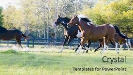  Presentation with horses - Colorful presentation design enhanced with beautiful horses 138 see more backdrop and a  colored foreground