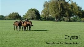  Presentation with horses - Audience pleasing presentation design consisting of beautiful horses 16 see more backdrop and a  colored foreground