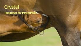  Presentation with portfolio - PPT theme with beautiful horses 17 see more background and a  colored foreground