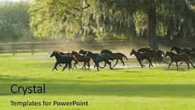  Presentation with horses - PPT theme consisting of beautiful horses 21 see more background and a  colored foreground