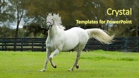  Presentation with horses - Beautiful PPT theme featuring beautiful horses 24 see more backdrop and a tawny brown colored foreground