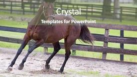  Presentation with portfolio - Slide deck enhanced with beautiful horses 25 see more background and a  colored foreground