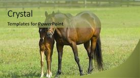  Presentation with can see clearly - Presentation featuring beautiful horses 29 see more background and a yellow colored foreground