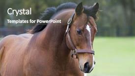  Presentation with horses - Colorful theme enhanced with beautiful horses 30 see more backdrop and a dark gray colored foreground