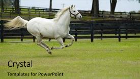  Presentation with horses - Slide set consisting of beautiful horses 31 see more background and a  colored foreground