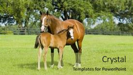  Presentation with horse - Cool new presentation design with beautiful horses 32 see more backdrop and a yellow colored foreground