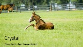  Presentation with horses - PPT theme having beautiful horses 33 see more background and a  colored foreground
