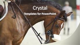  Presentation with horses - Theme featuring beautiful horses 39 see more background and a  colored foreground