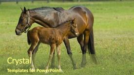  Presentation with horses - Audience pleasing PPT layouts consisting of beautiful horses 40 see more backdrop and a  colored foreground