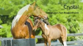  Presentation with horses - PPT layouts enhanced with beautiful horses 53 see more background and a  colored foreground