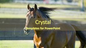  Presentation with horses - Presentation theme featuring beautiful horses 57 see more background and a  colored foreground