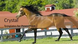  Presentation with horses - Colorful slides enhanced with beautiful horses 58 see more backdrop and a  colored foreground