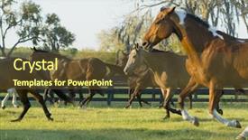  Presentation with horses - Cool new slide set with beautiful horses 60 see more backdrop and a  colored foreground