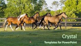  Presentation with horses - Audience pleasing PPT theme consisting of beautiful horses 64 see more backdrop and a  colored foreground