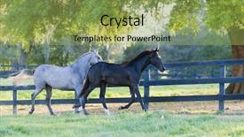  Presentation with horses - Slides featuring beautiful horses 67 see more background and a  colored foreground