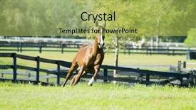  Presentation with horses - PPT layouts having beautiful horses 71 see more background and a  colored foreground