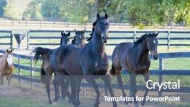  Presentation with i see you - PPT theme enhanced with beautiful horses 73 see more background and a  colored foreground