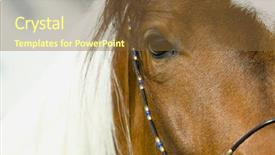  Presentation with horses - Audience pleasing slide deck consisting of beautiful horses 74 see more backdrop and a tawny brown colored foreground