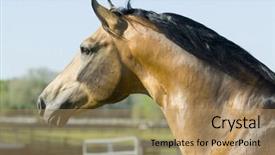  Presentation with horses - Amazing slides having beautiful horses 76 see more backdrop and a  colored foreground