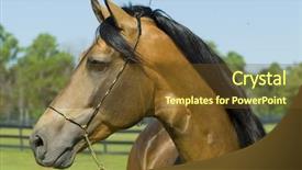  Presentation with horses - Theme consisting of beautiful horses 79 see more background and a  colored foreground