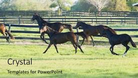  Presentation with horses - Beautiful PPT theme featuring beautiful horses 82 see more backdrop and a  colored foreground