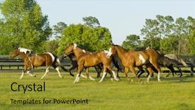  Presentation with horses - Audience pleasing presentation theme consisting of beautiful horses 84 see more backdrop and a  colored foreground