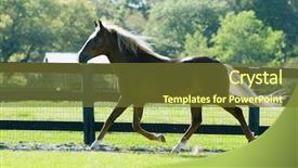  Presentation with horses - Colorful theme enhanced with beautiful horses 88 see more backdrop and a  colored foreground