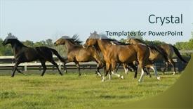  Presentation with horses - Cool new presentation design with beautiful horses 90 see more backdrop and a  colored foreground