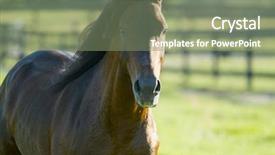  Presentation with horse - Beautiful slide deck featuring beautiful horses 92 see more backdrop and a  colored foreground