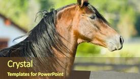  Presentation with horses - Amazing presentation having beautiful horses 96 see more backdrop and a  colored foreground