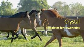  Presentation with horses - Presentation theme consisting of beautiful horses 99 see more background and a  colored foreground