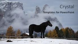  Presentation with horses - PPT theme with beautiful-horses-in-winter-mountains background and a light blue colored foreground