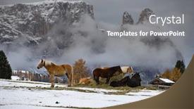  Presentation with horses - Presentation theme having beautiful-horses-in-winter-mountains background and a gray colored foreground