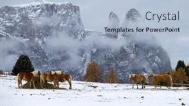  Presentation with horses - Presentation enhanced with beautiful-horses-in-winter-mountains background and a light blue colored foreground
