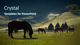 Presentation with pasture - Presentation theme featuring beautiful-horses-on-mountain-pasture background and a navy blue colored foreground