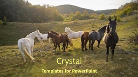  Presentation with pasture - Amazing slide set having beautiful-horses-on-mountain-pasture backdrop and a tawny brown colored foreground