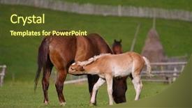  Presentation with pasture - Colorful slides enhanced with beautiful horses on mountain pasture backdrop and a tawny brown colored foreground