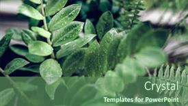  Presentation with water droplets - Slide deck with beautiful-house-plants-with-water background and a ocean colored foreground