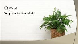  Presentation with white brick - PPT theme featuring beautiful-houseplant-palm-on-white background and a cream colored foreground