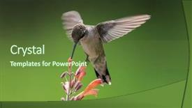  Presentation with environment - Slide deck with beautiful hummingbird photo background and a tawny brown colored foreground